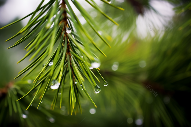 绿色植物叶子上的水珠,高清,摄影图,摄影图片,图片大全,摄影图免费下载